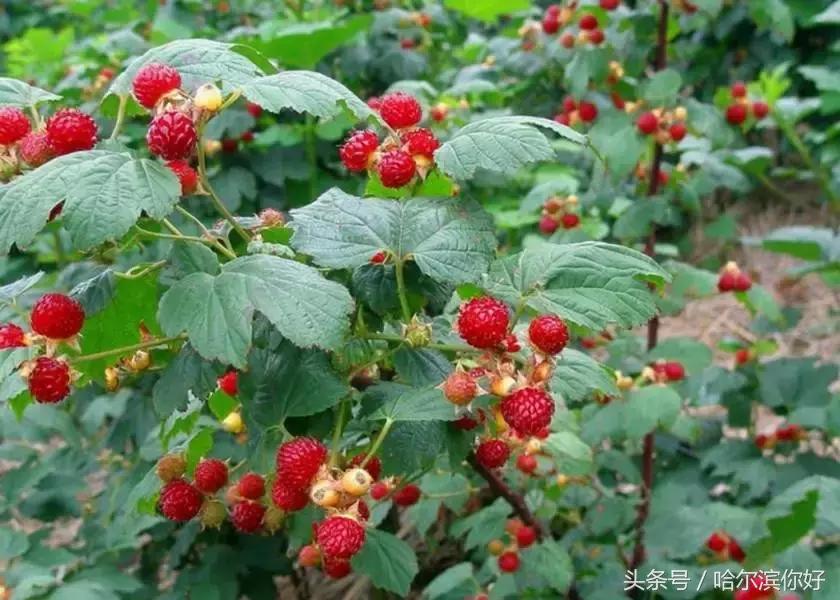 哈尔滨尚志要开挂了！如果三年后你还在尚志，将面对的竟是这些