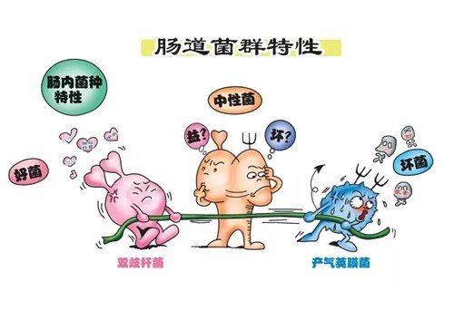 崔玉涛说益生菌可以吃多久,崔玉涛的p1000益生菌容易便秘吗