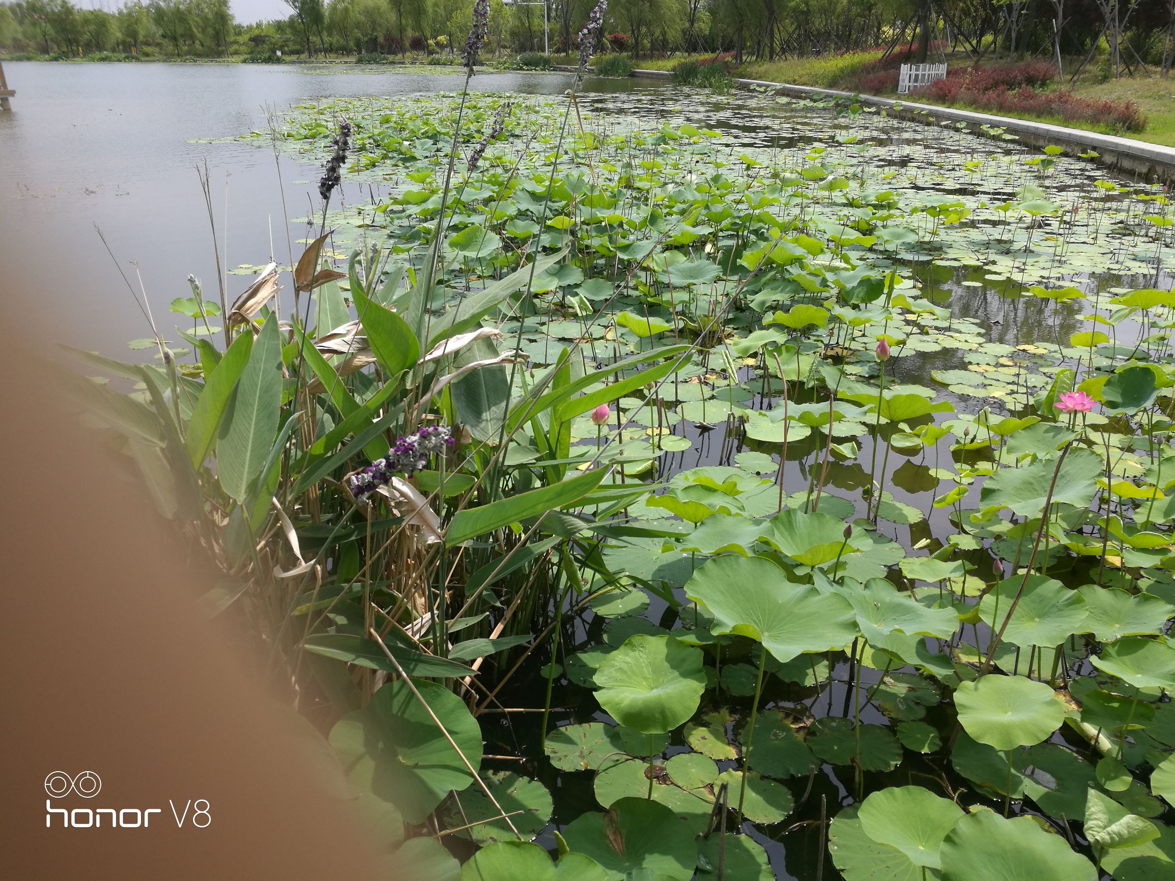 闲鱼几百元荣耀v8,闲鱼1000元荣耀v7