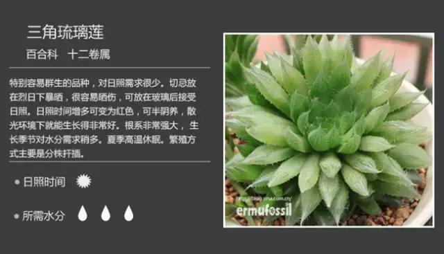 十二卷多肉植物怎么养,十二卷多肉如何养根