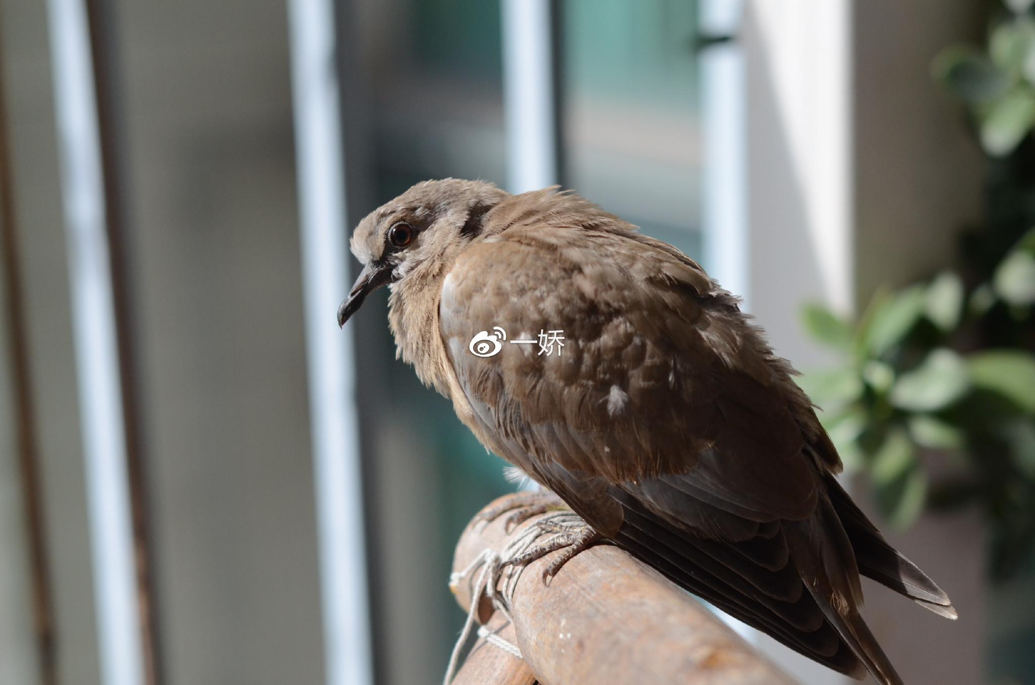 野外捡来的雏鸟拿什么给它吃,野外捡来的小鸟怎么给他喂食