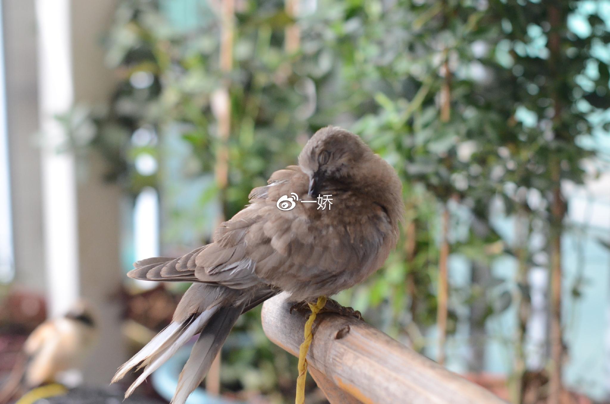 野外捡来的雏鸟拿什么给它吃,野外捡来的小鸟怎么给他喂食