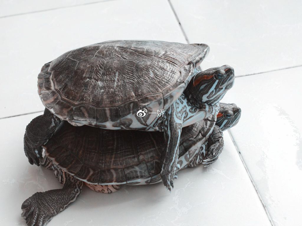 野外捡来的雏鸟拿什么给它吃,野外捡来的小鸟怎么给他喂食