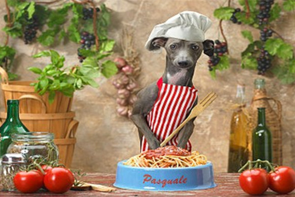 狗狗过敏反应四大主要原因,狗狗突然过敏怎么办最有效