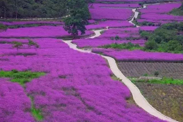 四川普罗旺斯视频,成都普罗旺斯在哪里