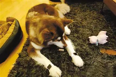 王思聪的狗坐私人飞机这和10多万的狗链比算什么？