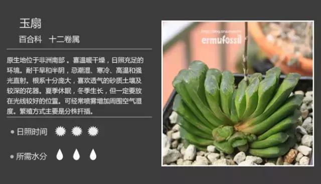 十二卷多肉植物怎么养,十二卷多肉如何养根