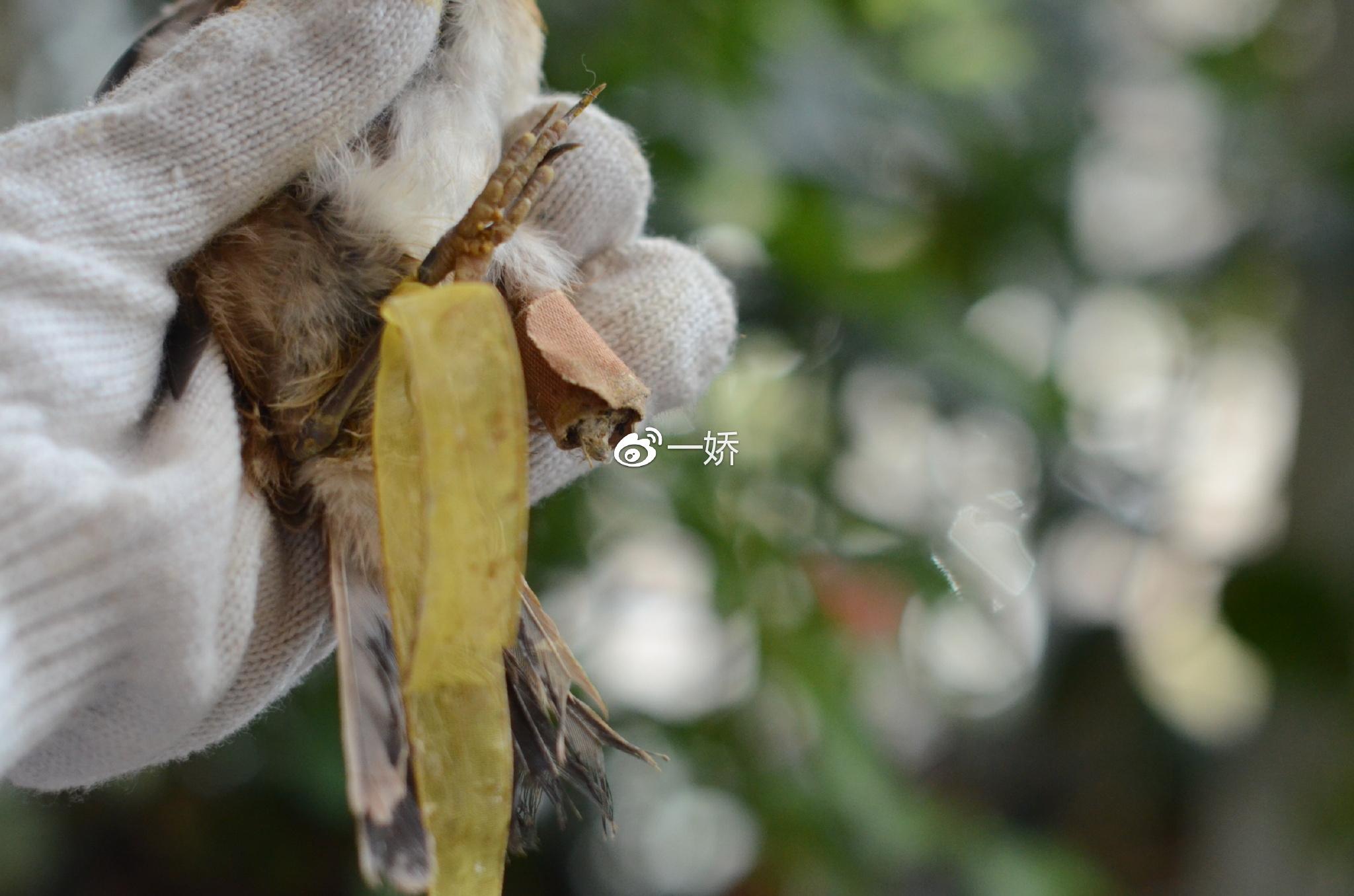 野外捡来的雏鸟拿什么给它吃,野外捡来的小鸟怎么给他喂食