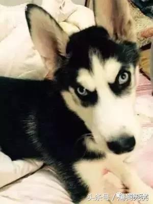 所有的狗狗都有尴尬期吗,科普狗狗知识