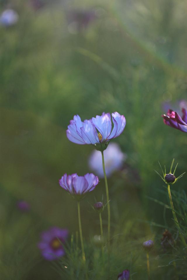 头痛型癫痫,头痛型癫痫有什么症状
