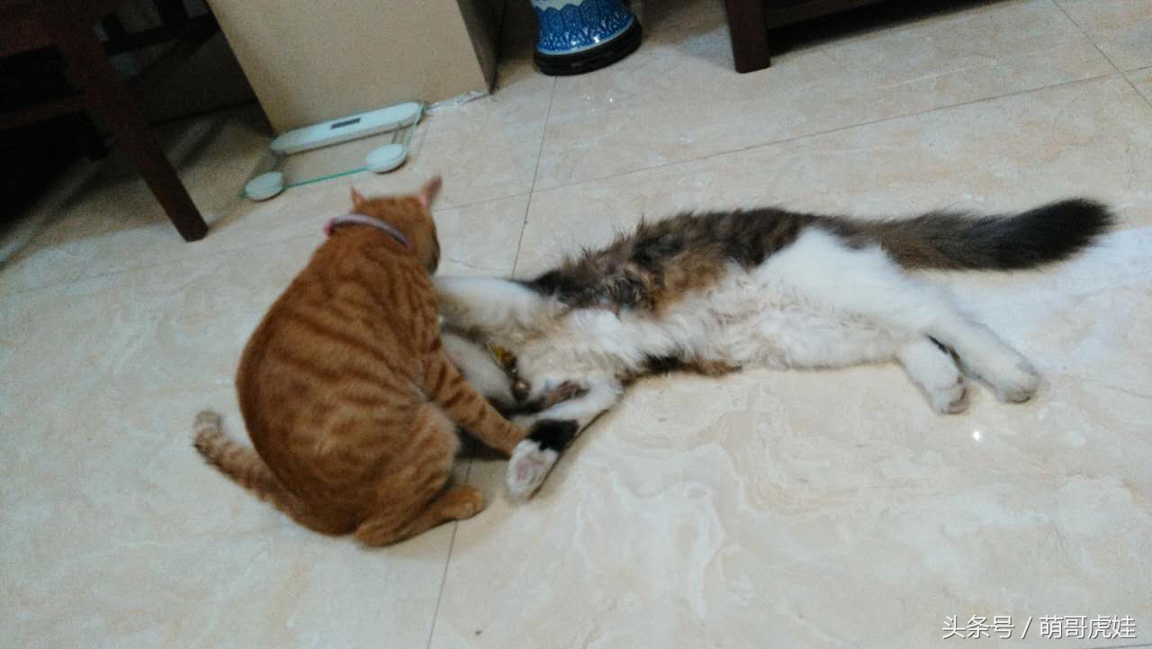 铲屎的把喵星人当孩子养，逢年过节都给大红包，每年的红包钱都存起来捐给寺庙帮小猫求平安