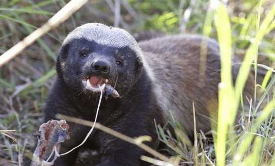 非洲平头哥人狠话不多