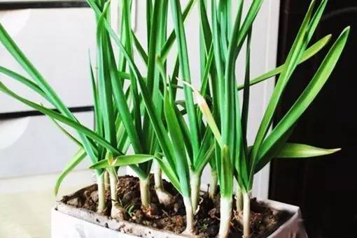 重庆小面的做法教程新手零基础学,你知道重庆小面有多少种调料