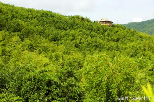 云南玉溪峨山彝人谷万亩竹海竹炭,彝人谷竹海攻略