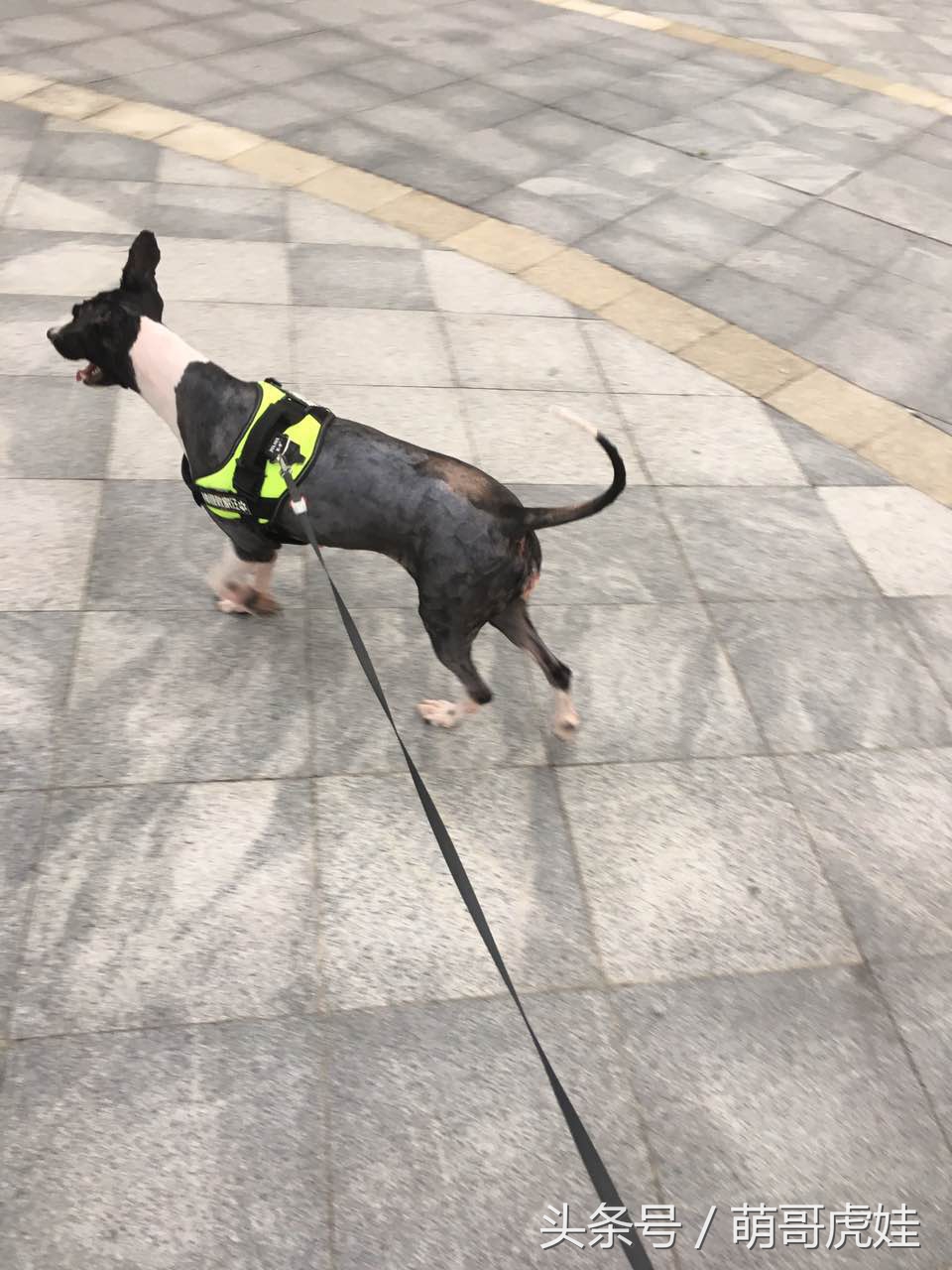 澶忓ぉ鏉ヤ簡鐚ゴ,澶忓ぉ鏉ヤ簡瑕佺粰鐚壀姣涘悧