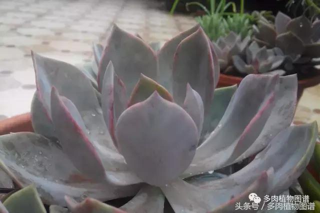 离家一个月20天,离家一个月养猪