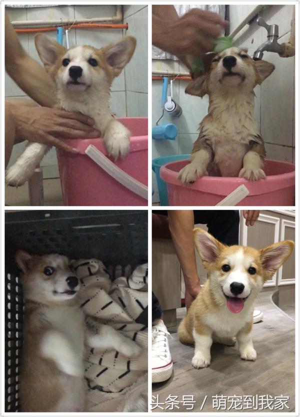 狗宝刚来家里的时候猫咪很生气，没想到后来它们居然合伙偷食吃！