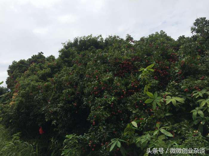 荔枝丰收季节硕果累累挂满枝头,红彤彤的荔枝