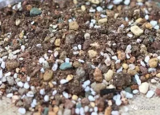 十二卷多肉植物怎么养,十二卷多肉如何养根