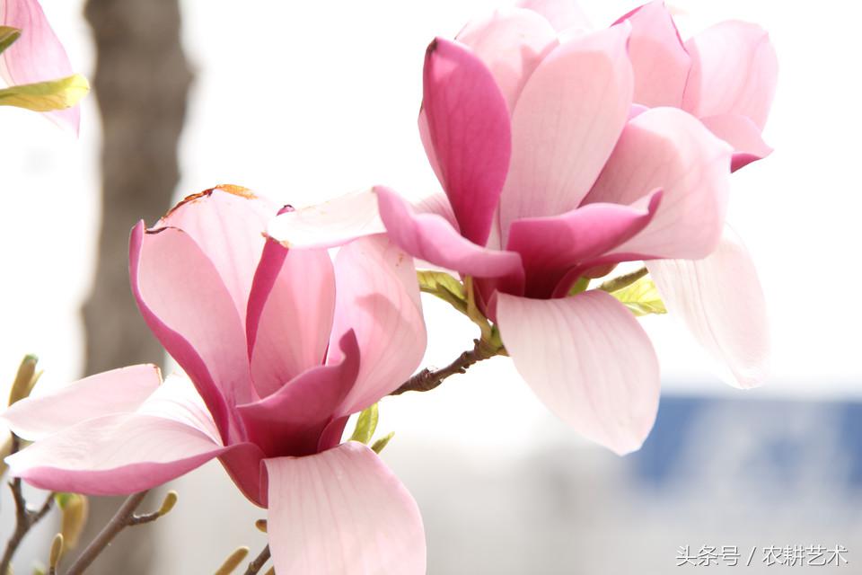 农村中草药图谱102种,农村中草药图谱全集