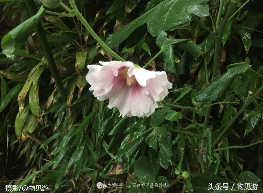 清水凌霄映芙蓉北京日坛公园雨中景｜一绮花见游（原创城市微旅行文章）