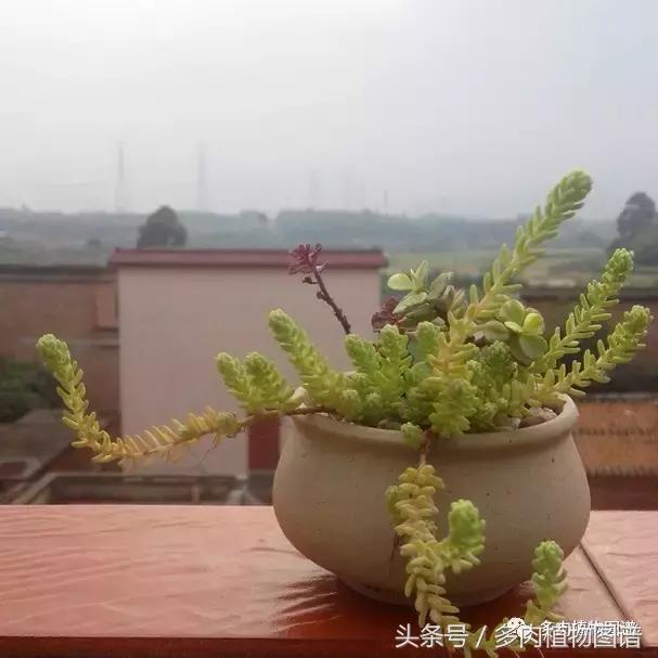 离家一个月20天,离家一个月养猪