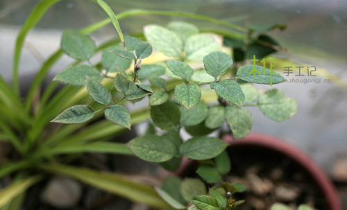 木雕雕刻自学入门,最简单的木雕雕刻教程