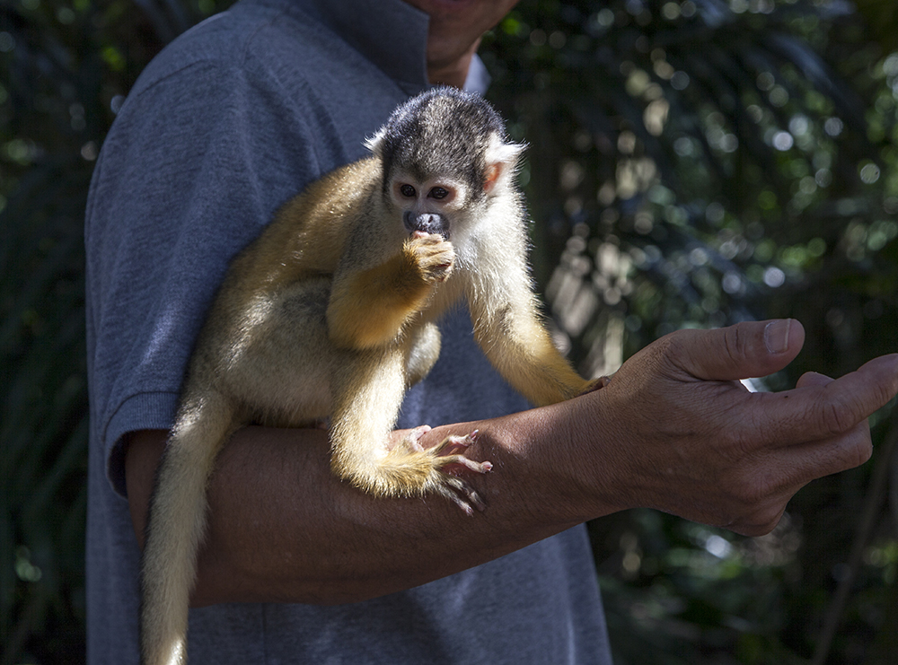 日本喜欢泡温泉的动物,日本爱泡温泉的狗子