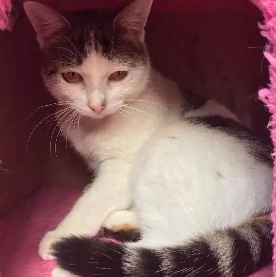 上海嘉定哪里有免费领养狗,瑶海区附近最近的宠物领养