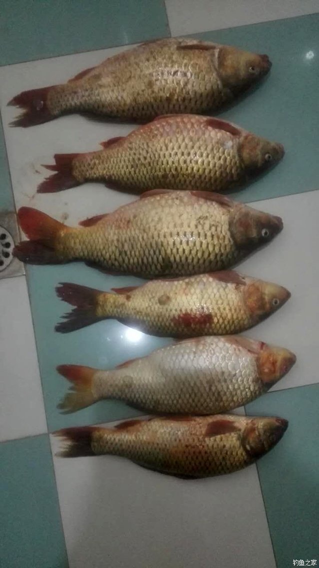 宁夏人钓鱼,黄河钓鱼的人多吗