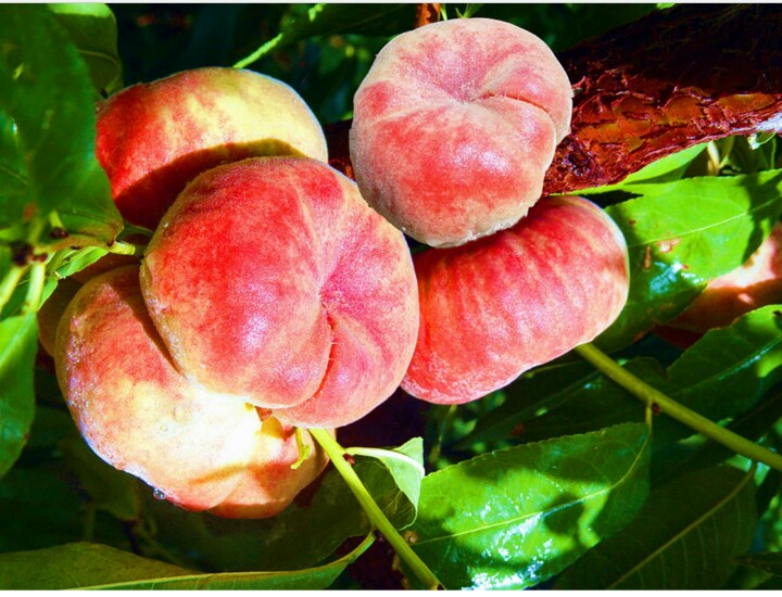 准妈妈不可以吃哪些食物,准妈妈可以吃哪些蔬菜