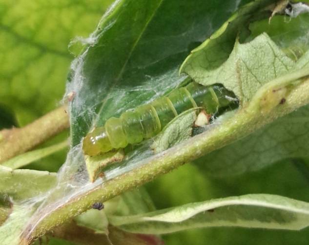 那些你不知道的益虫,虫害防治最简单的办法
