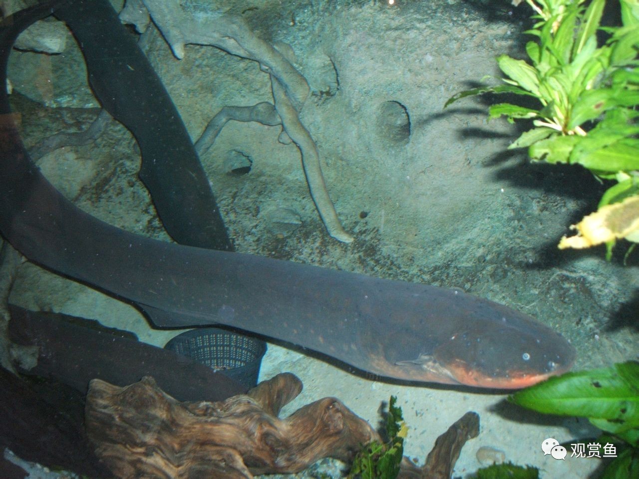 巨型电鳗鱼,电鳗鱼的视频