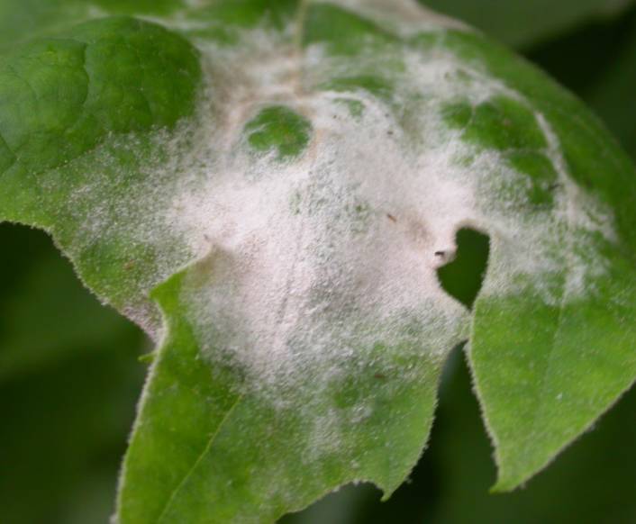 那些你不知道的益虫,虫害防治最简单的办法