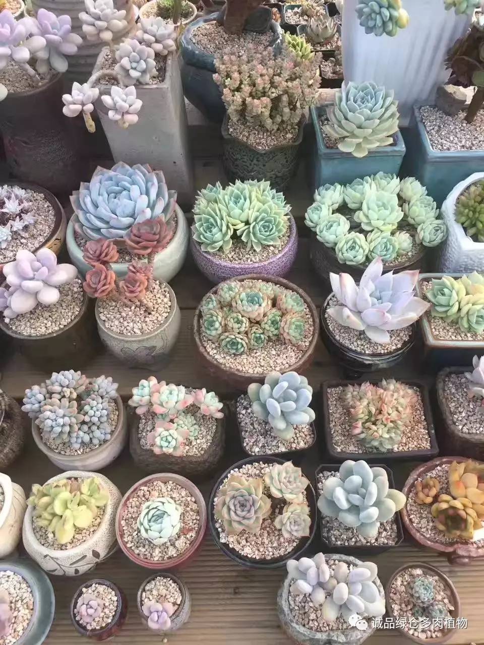 秀妍肉肉倒盆后的变化,多肉大棚展示图