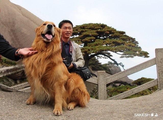 金毛萨克斯,金毛挑战全部视频