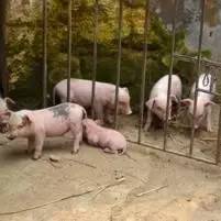 民间有哪些禁忌养猪,养猪的忌讳