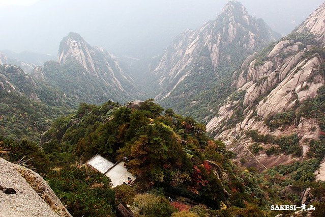 金毛萨克斯,金毛挑战全部视频