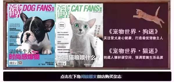 坐舔、跪舔、躺着舔……喵为什么这么爱舔毛？丨行为