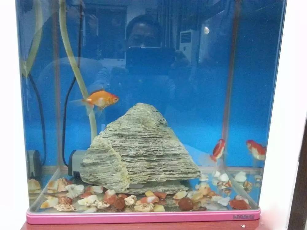 2米龙魟虎缸，23天开缸全记录