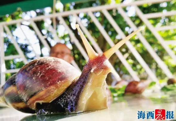 路边常见的蜗牛是否有毒性,路边发现巨大蜗牛有毒吗