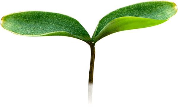 我喜欢你4年了,我喜欢你四年了