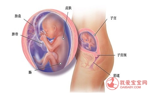 牛胎盘和人胎盘有什么区别,胎盘低置和胎盘前置的区别