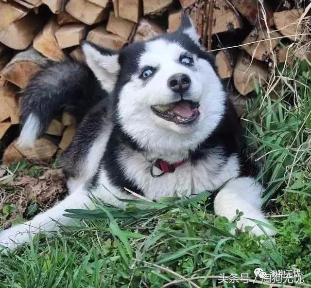 所有的狗狗都有尴尬期吗,科普狗狗知识