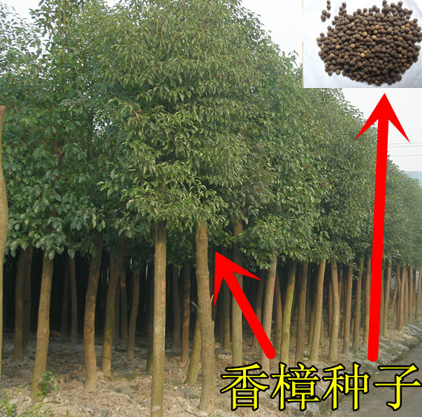 香樟树的育苗法,香樟育苗技术