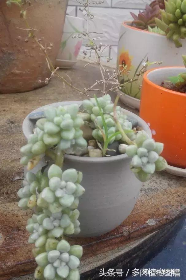 离家一个月20天,离家一个月养猪