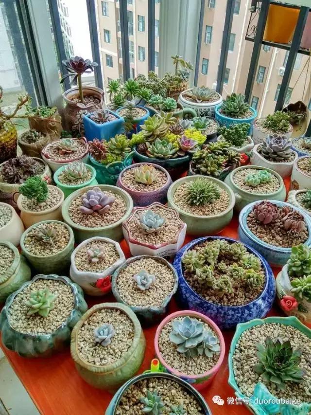 遇见多肉作品,和多肉邂逅的时光