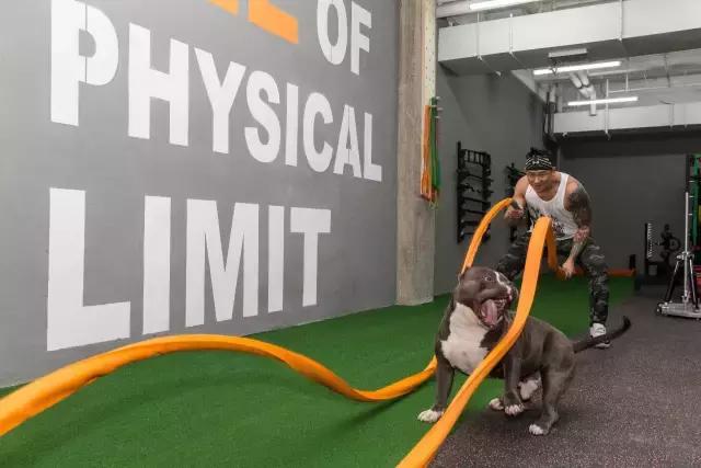 狗生如梦｜ONE实验室