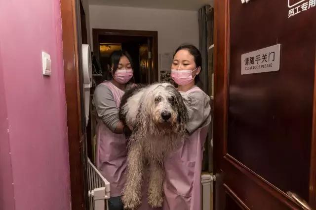 狗生如梦｜ONE实验室