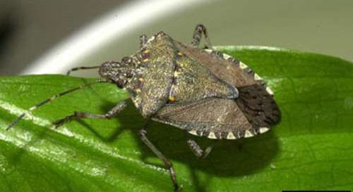 农村臭大姐的臭味有毒吗,农村的臭大姐怎样赶走